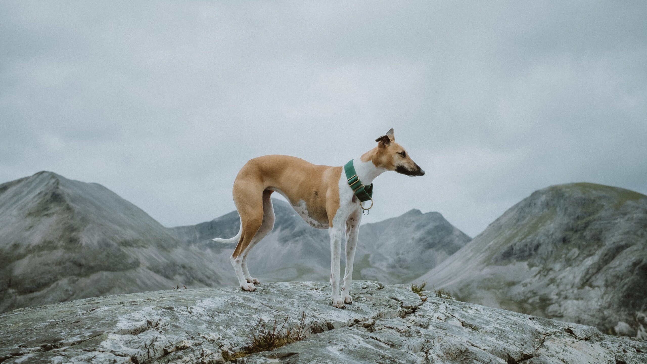 Whippet standing on rocks