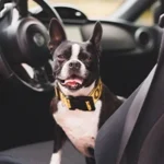 How to Keep Your Pet Safe While Driving