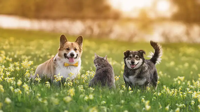 Corgi, striped cat and black and white dog sitting on a field of flowers.