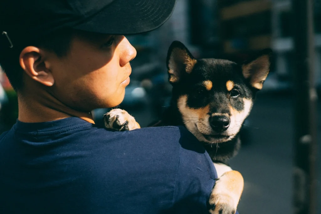 A man carries a black and tan Shiba Inu puppy over his shoulder.