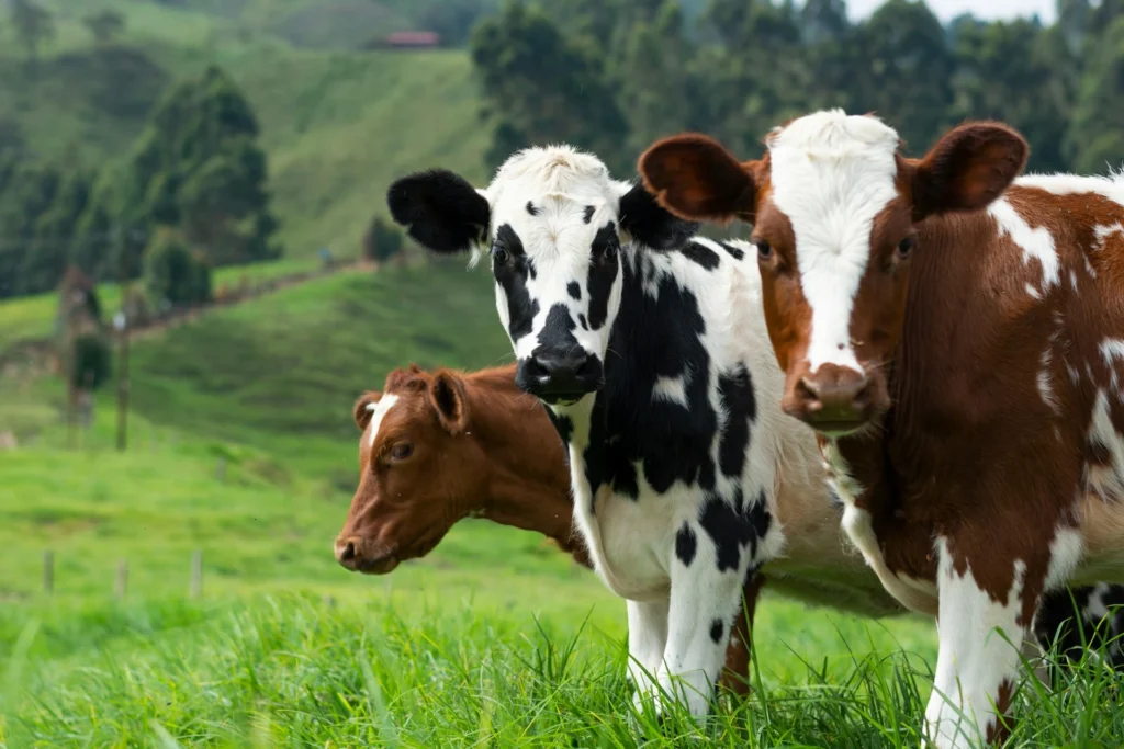 Three cows stand in a lush green pasture with rolling hills in the background.