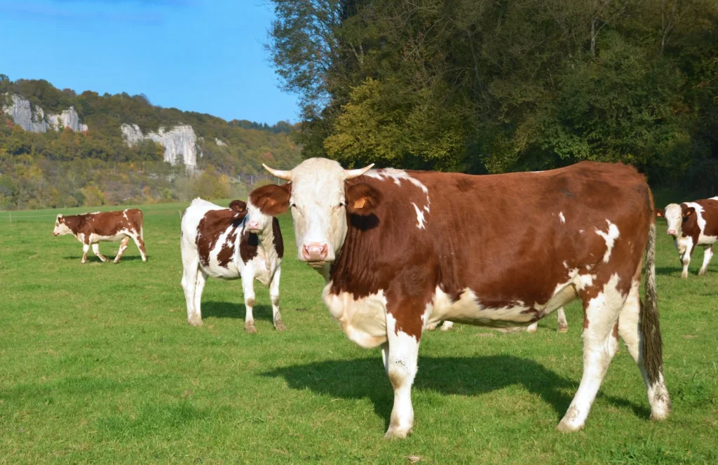 A cow stands in a green field while other similar cows graze in the background near a wooded hillside.