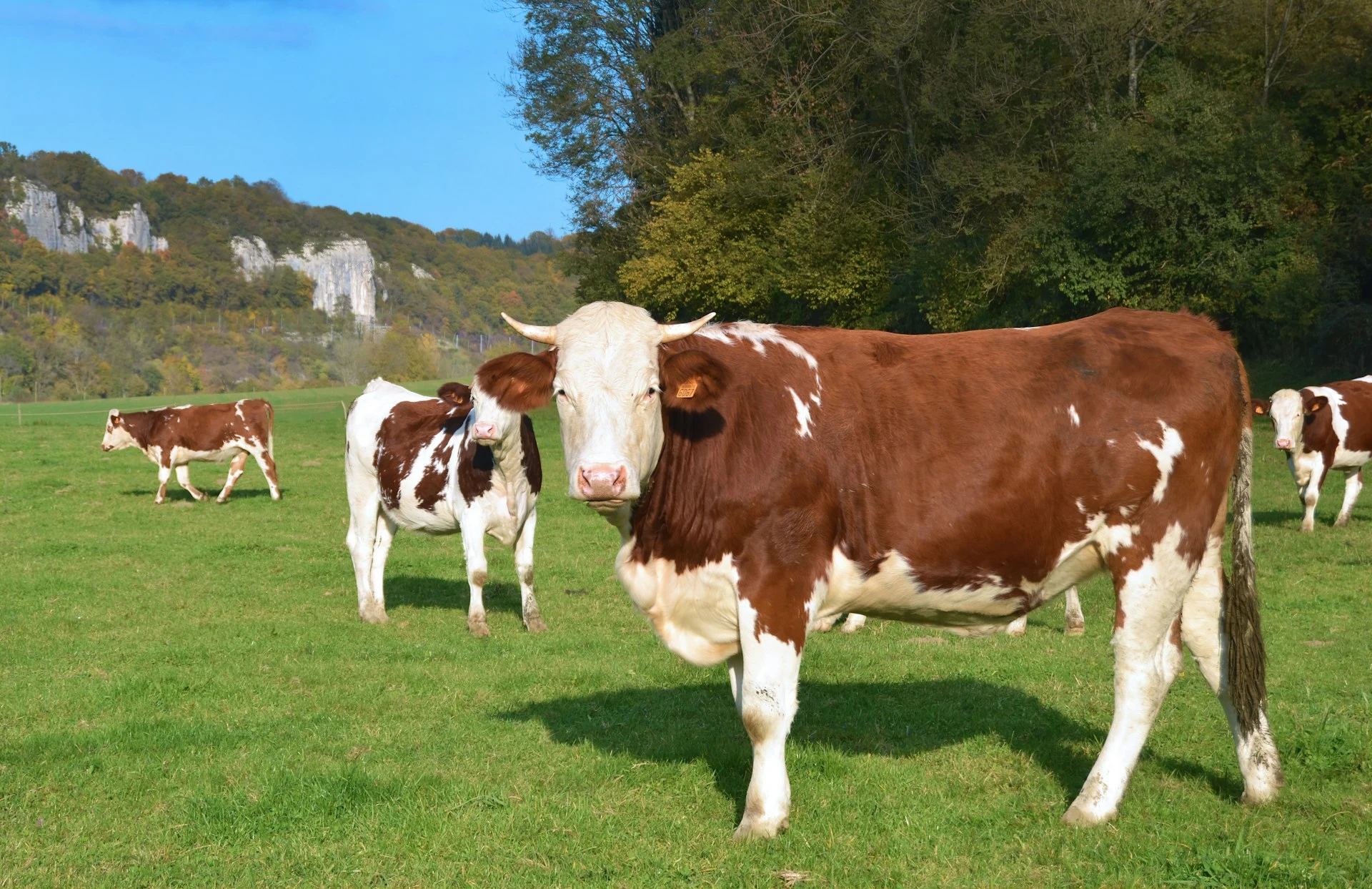 A cow stands in a green field while other similar cows graze in the background near a wooded hillside.