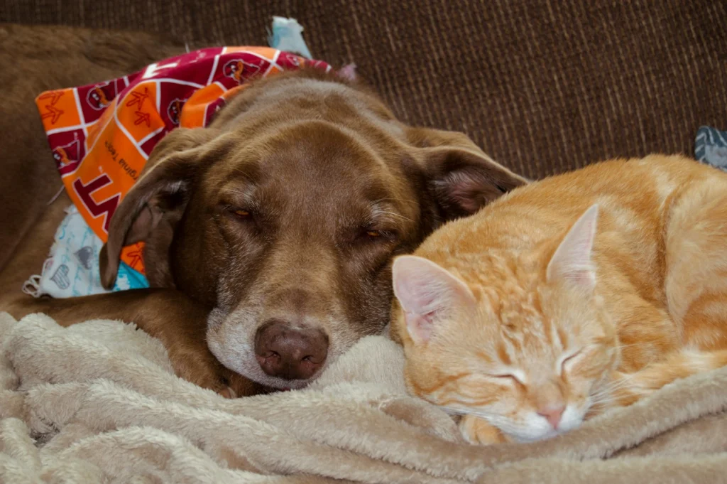 A brown dog sleeps soundly next to an orange tabby cat on a soft, beige blanket.