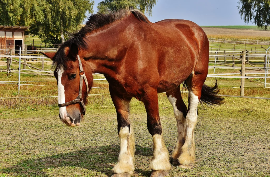 A brown horse with a white face marking and white legs stands in a grassy paddock, looking down at the ground.
