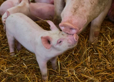 A mother pig nuzzling her piglet on a bed of hay.