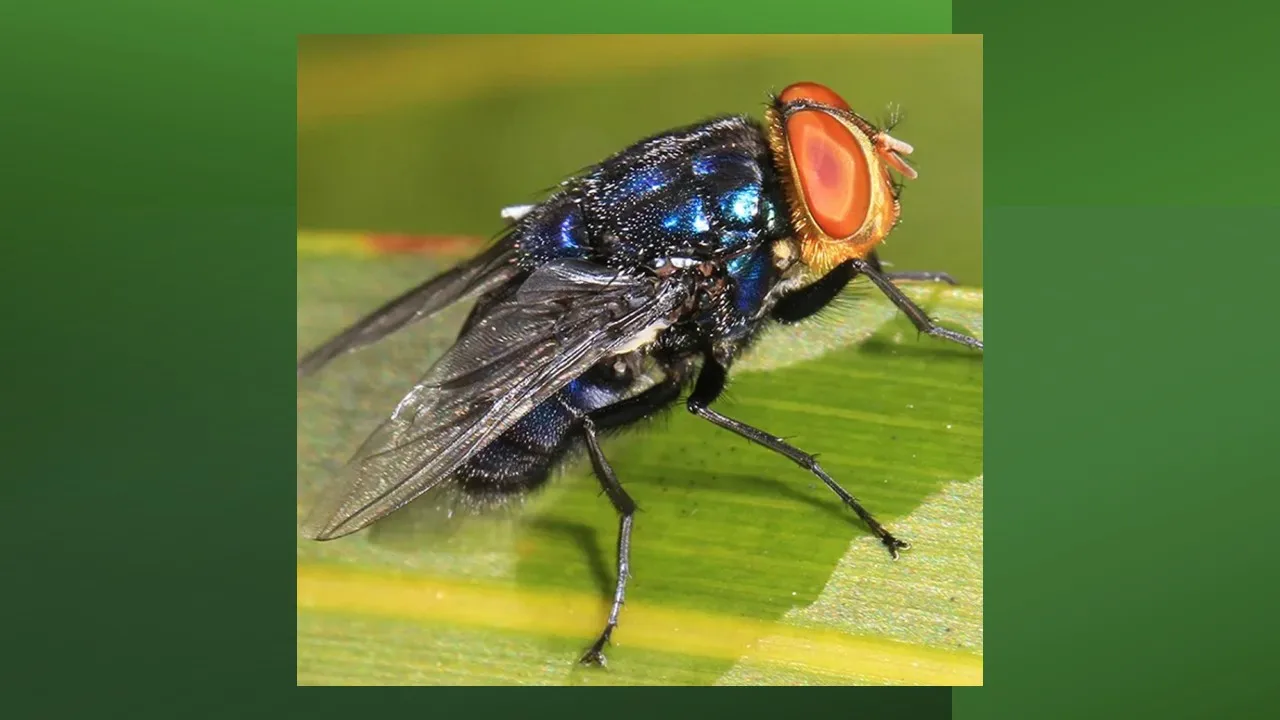 A New World screwworm fly perched on a green leaf.